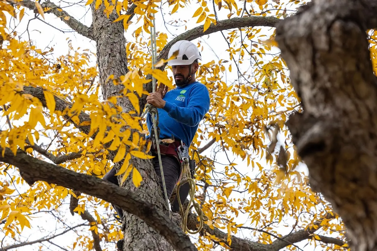 Skilled Tree Planting crew working in Wellsburg