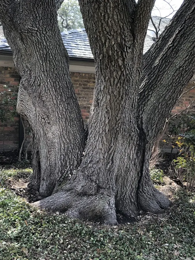 Mature heritage tree close to a Wellsburg property cared for by certified arborists